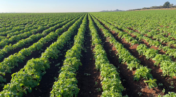 Potato Field